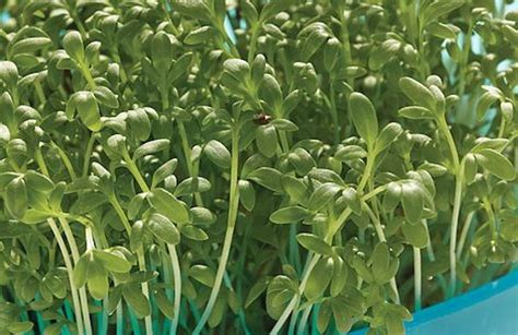 How To Grow Cress Thompson Morgan