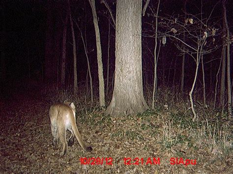 Two Cougar Sightings Confirmed in Illinois, Possibly Linked | OutdoorHub