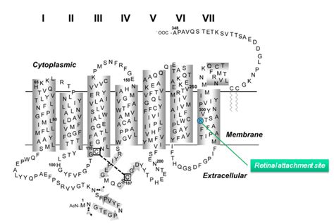 Figure Figure 9b Structural Model Of Webvision Ncbi Bookshelf