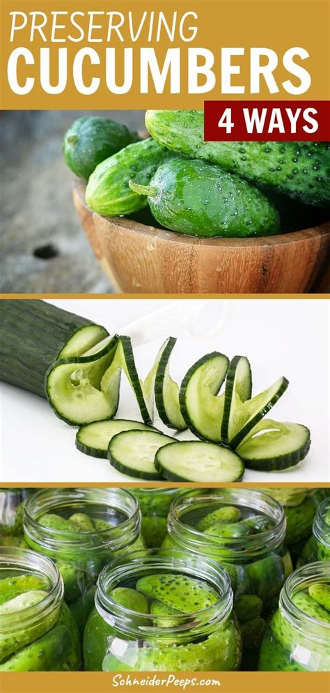 Four Ways Of Preserving Cucumbers Schneiderpeeps Preserving