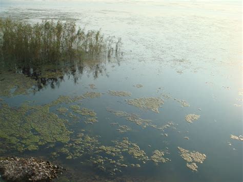 Pollution in Taihu (Lake Tai) | Wangjianshuo's Blog