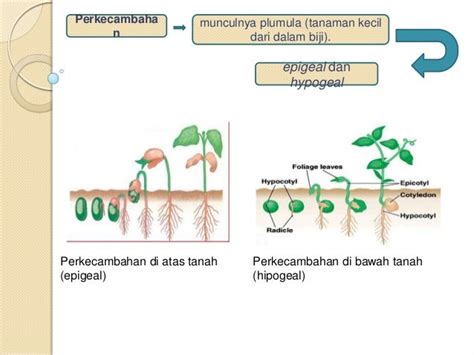 Proses Perkecambahan Biji Kacang Hijau