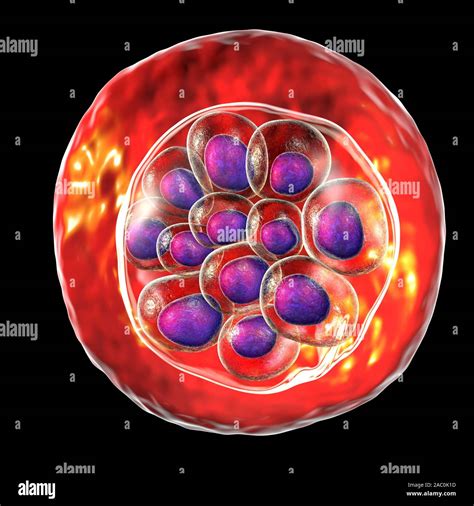 Plasmodium vivax inside red blood cells, illustration Stock Photo - Alamy