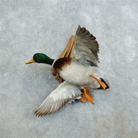 Mallard Duck Drake Bird Mount For Sale 18527 The Taxidermy Store