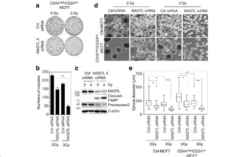 Mastl Depletion Sensitizes Radioresistant Breast Cancer Stem Cells