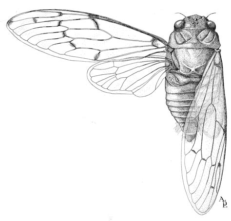 Hemiptera | Smithsonian Institution