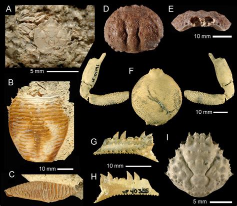 Fossil Anomura and Brachyura from southern and central Florida. A,... | Download Scientific Diagram