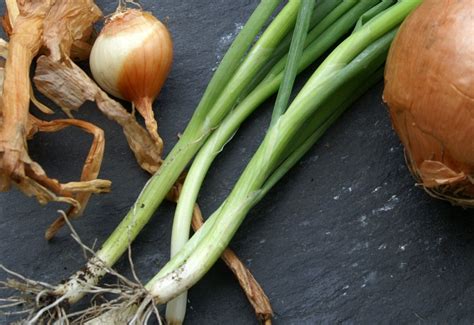 Planting Notes Alliums Suburban Tomato