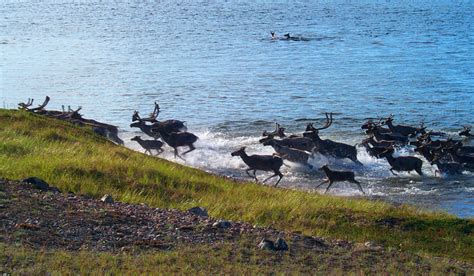 Nunavut wildlife surveys are grounded by pandemic precautions - ArcticToday