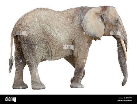 Perfil De Elefante Fotograf As E Im Genes De Alta Resoluci N Alamy