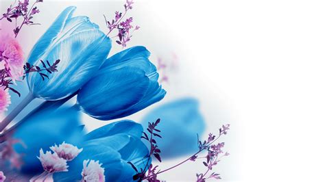 Blue Tulips Wallpaper