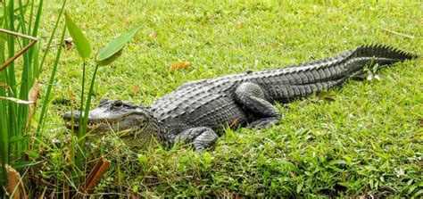 Alligator Alley, Florida: A Traveler's Guide - Seafari Yacht Charters