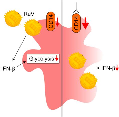 Biomedicines Special Issue Macrophages In Health And Non Infectious