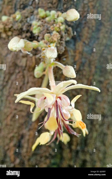 Cacao, Chocolate Nut Tree (Theobroma cacao), flower Stock Photo - Alamy