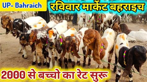 Bakra Mndi Bahraich Sande Market