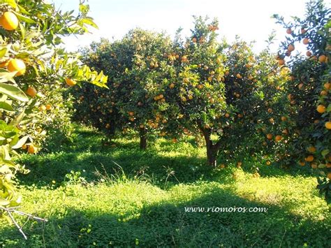 Naranjo Dulce Citrus Sinensis Plantas Riomoros