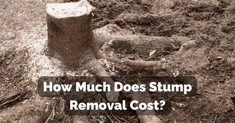 How Much Does Stump Removal Cost Professional Tree Trimmers