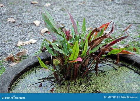 Plants and Flowers by the End of Summer,Zagreb Stock Photo - Image of ...