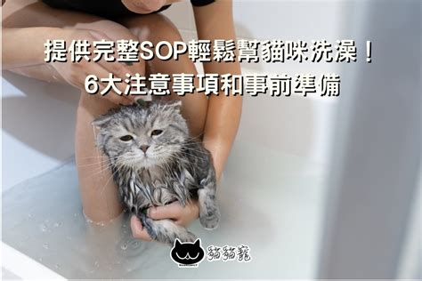 提供完整sop輕鬆幫貓咪洗澡！6大注意事項和事前準備 貓貓寵maomaopet