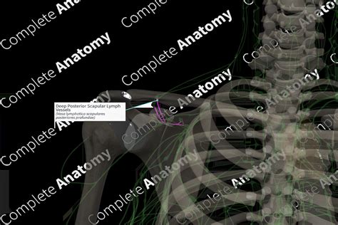 Deep Posterior Scapular Lymph Vessels Right Complete Anatomy