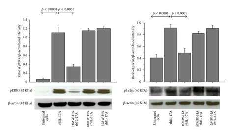 Effect Of Hmw Ha Mmw Ha And Lmw Ha On Erk And Nf B Signal Pathway