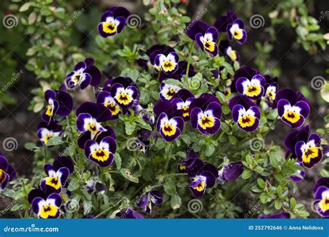 One Pansy Viola Wittrockiana Flower Type Matrix White Purple Wing