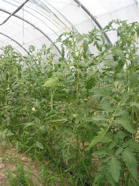 Production De Tomate En Agriculture Biologique Grab