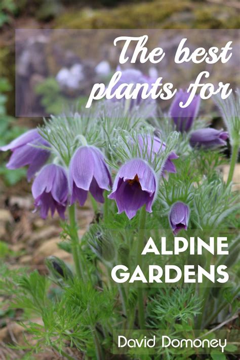 Top Plants For An Alpine Rock Garden David Domoney Alpine Garden