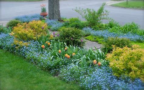 Tulip Princess Irene And Tulip Cum Laude With Spirea Goldflame