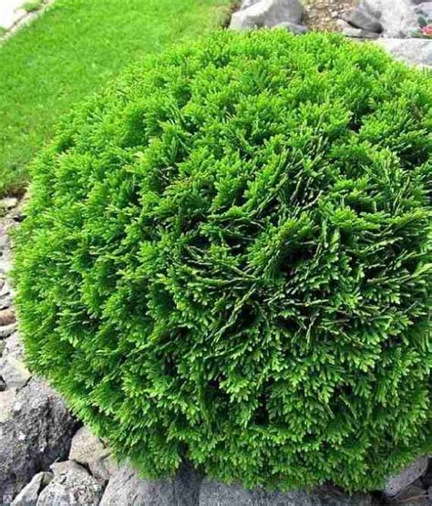 THUJA TUJA DANICA W DONICY Drzewka Faworytka Pl