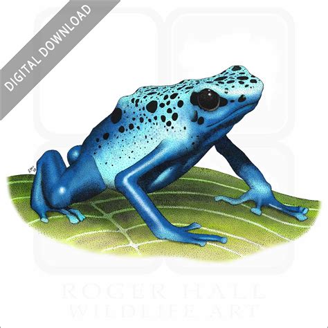 Blue Poison Dart Frog