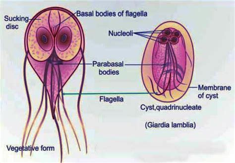 Giardia Lamblia Clinical Laboratory Science