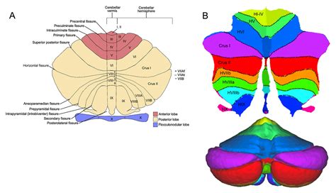 Flocculonodular Lobe Label