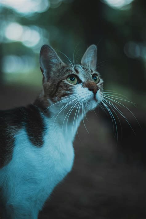 staring   sunset      staring