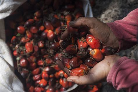 Palm Oil Production Background Images, HD Pictures and Wallpaper For ...