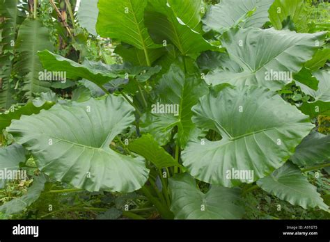 Alocasia Macrorrhiza Giant Taro Elephant Ear Stock Photo 6983044 Alamy