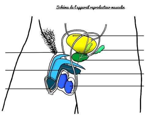 Diagramme de SVT La Procréation III Appareil reproducteur masculin