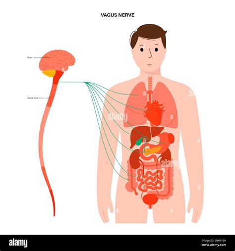 Vagus Nerve Illustration Stock Photo Alamy