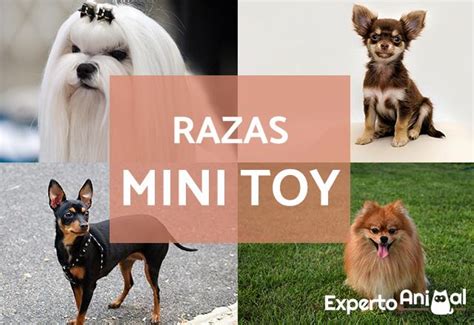 Razas De Perros Mini Toy