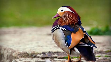 Mandarin Duck Wallpaper Hd Download