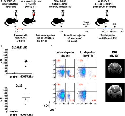 Frontiers Chimeric Antigen Receptor Engineered Nk 92 Cells An Off