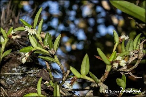 Guía Completa Para Plantar Cultivar Y Cuidar Orquídeas Epidendrum