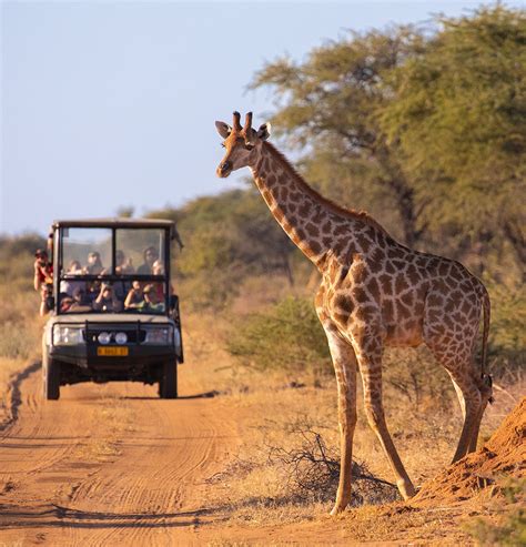 Experience The Best Safari Tours in Africa | Millennial Magazine