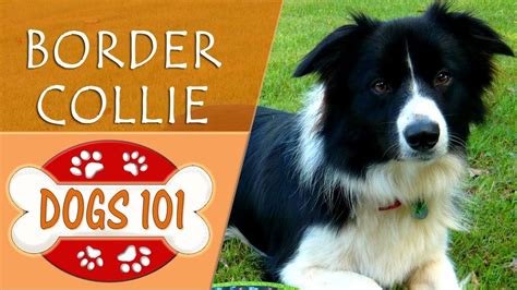 When Did Border Collies Originate