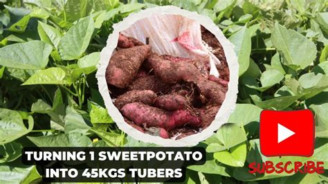 How To Turn Just One Sweet Potato Into 45 Kgs Of Tubers By Growing Sweet Potato Slips Youtube