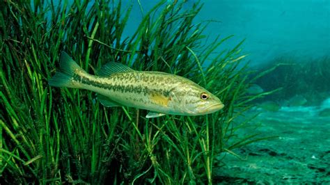 Largemouth Bass Is Now Known As Florida Bass A Distinct Species