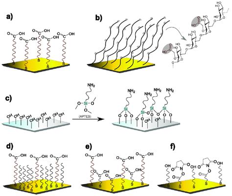 Schematic Representation Of Chemically Modified Gold Surfaces For Spr