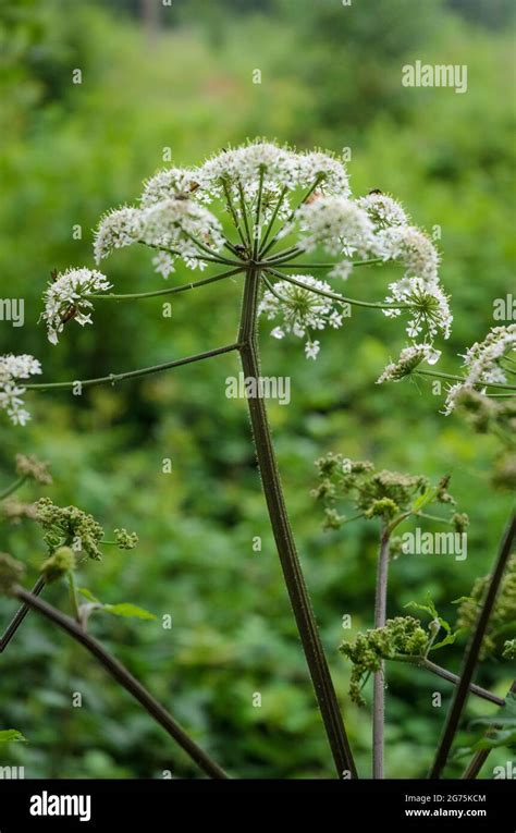 Giant Hogweed Heracleum Mantegazzianum Flower Fotos Und Bildmaterial