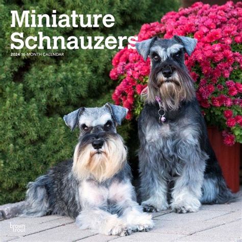 Miniatuur Schnauzer Kalender 2024 Bol