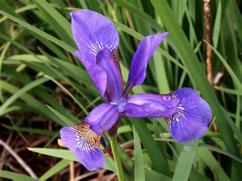 Die Blaue Schwertlilie Iris Sibirica Blüht Wieder Foto And Bild Pflanzen Pilze And Flechten